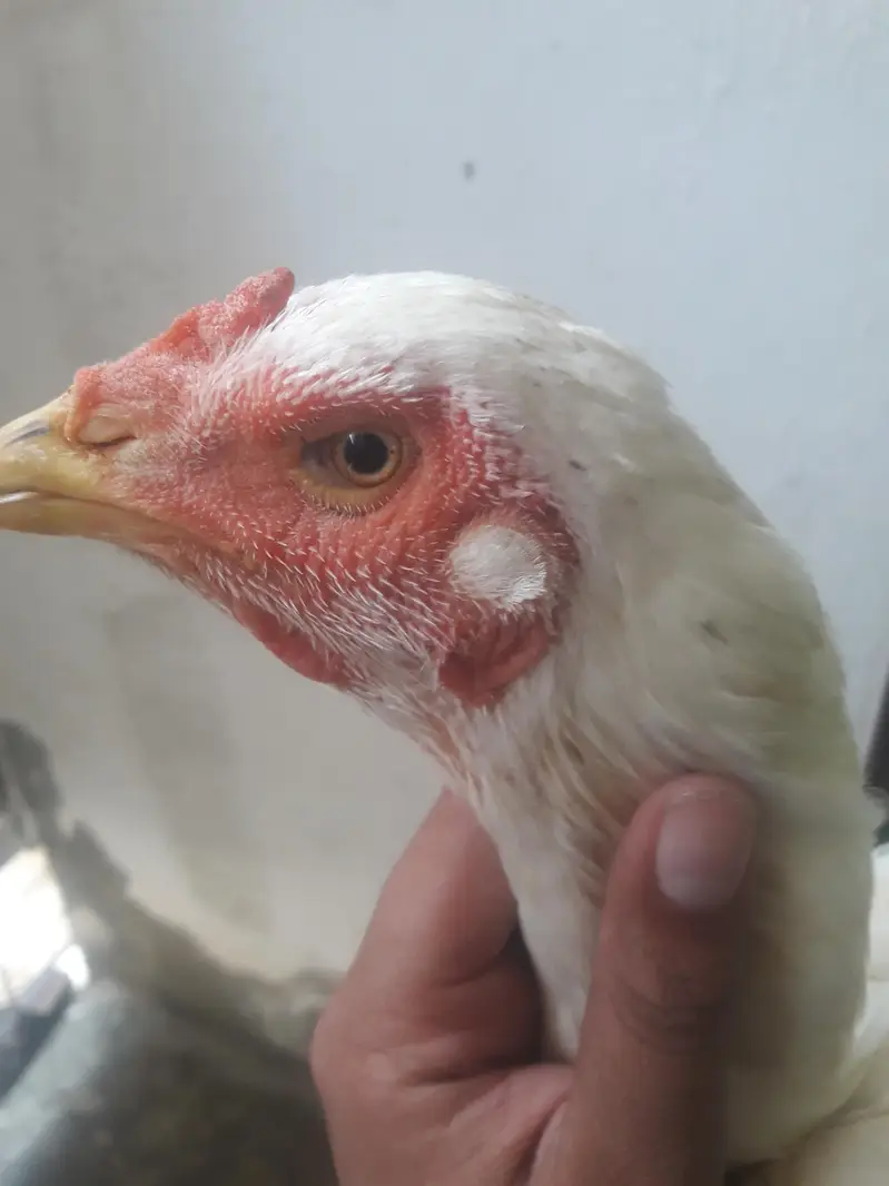 Hens and chicken — photo 4