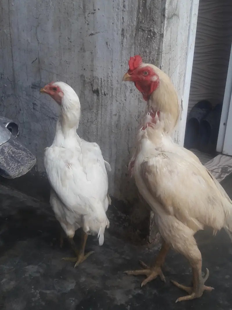 Hens and chicken — photo 5