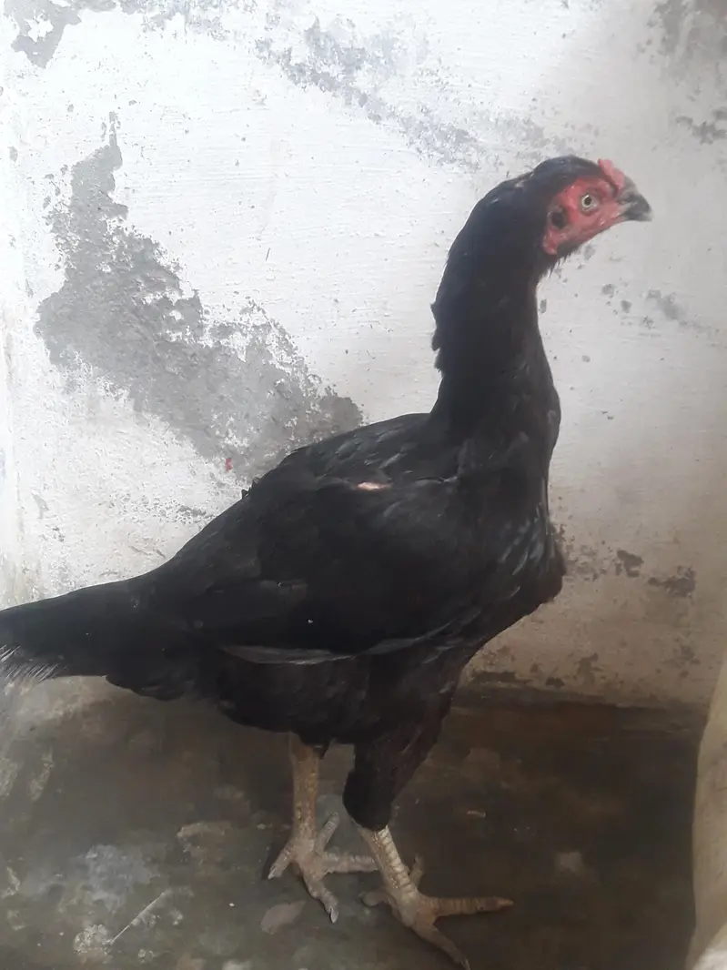 Hens and chicken — photo 6