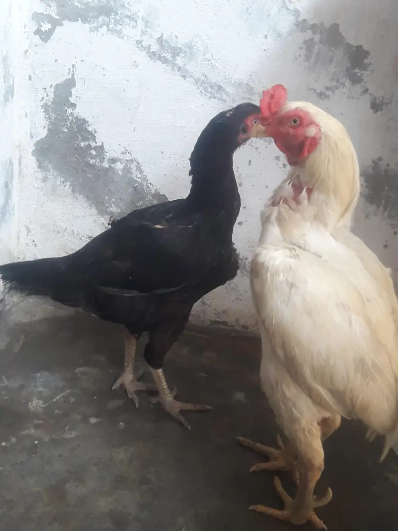 Hens and chicken — photo 7