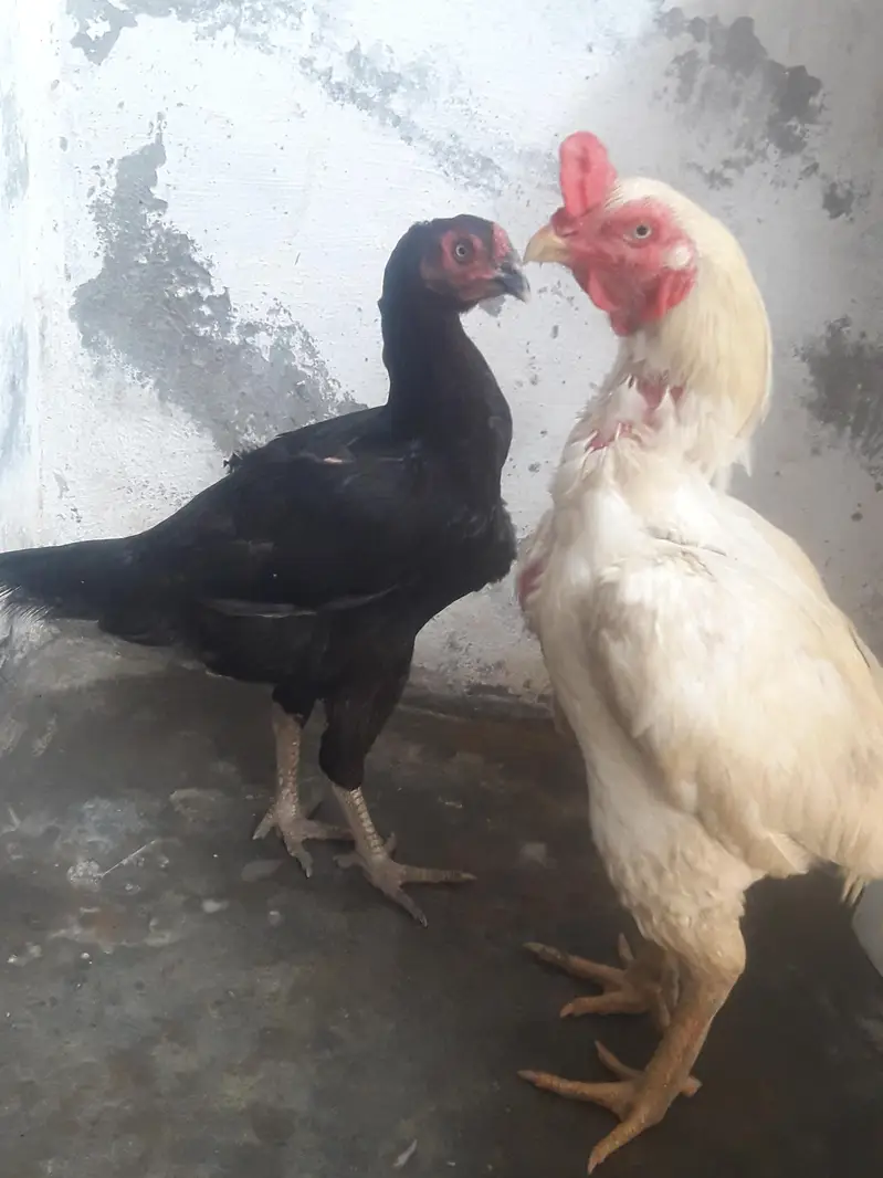 Hens and chicken — photo 8