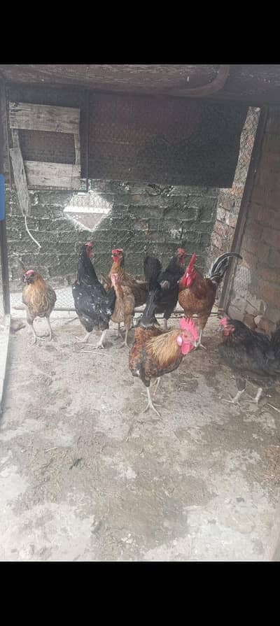 dasi 2 male 5 female