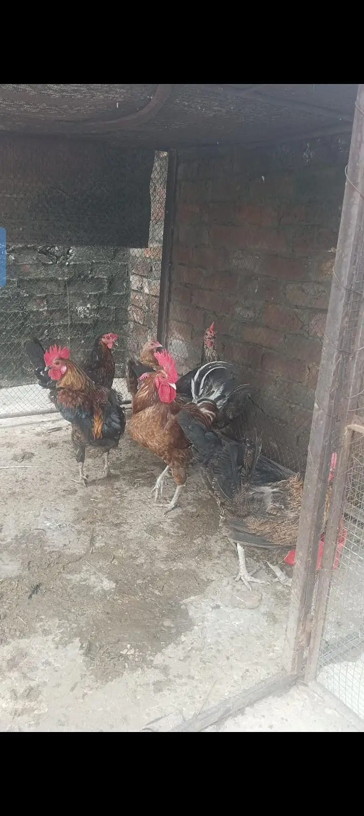 dasi 2 male 5 female — photo 2