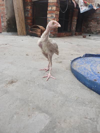 heera aseel chicks