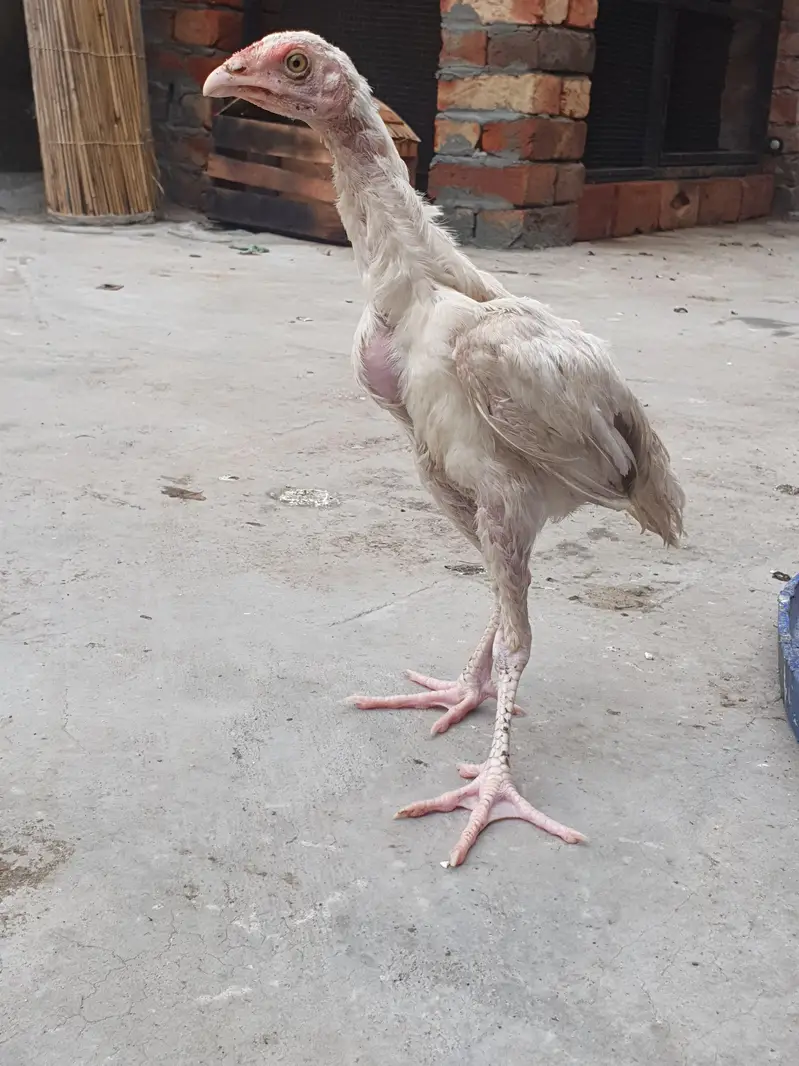 heera aseel chicks — photo 2