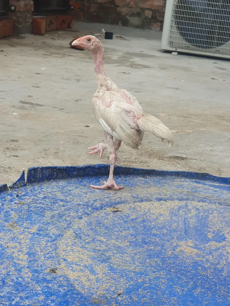 heera aseel chicks — photo 3