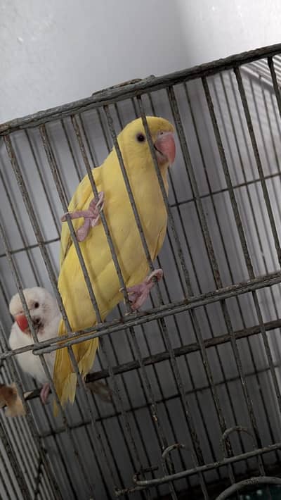 yellow & White Ringneck