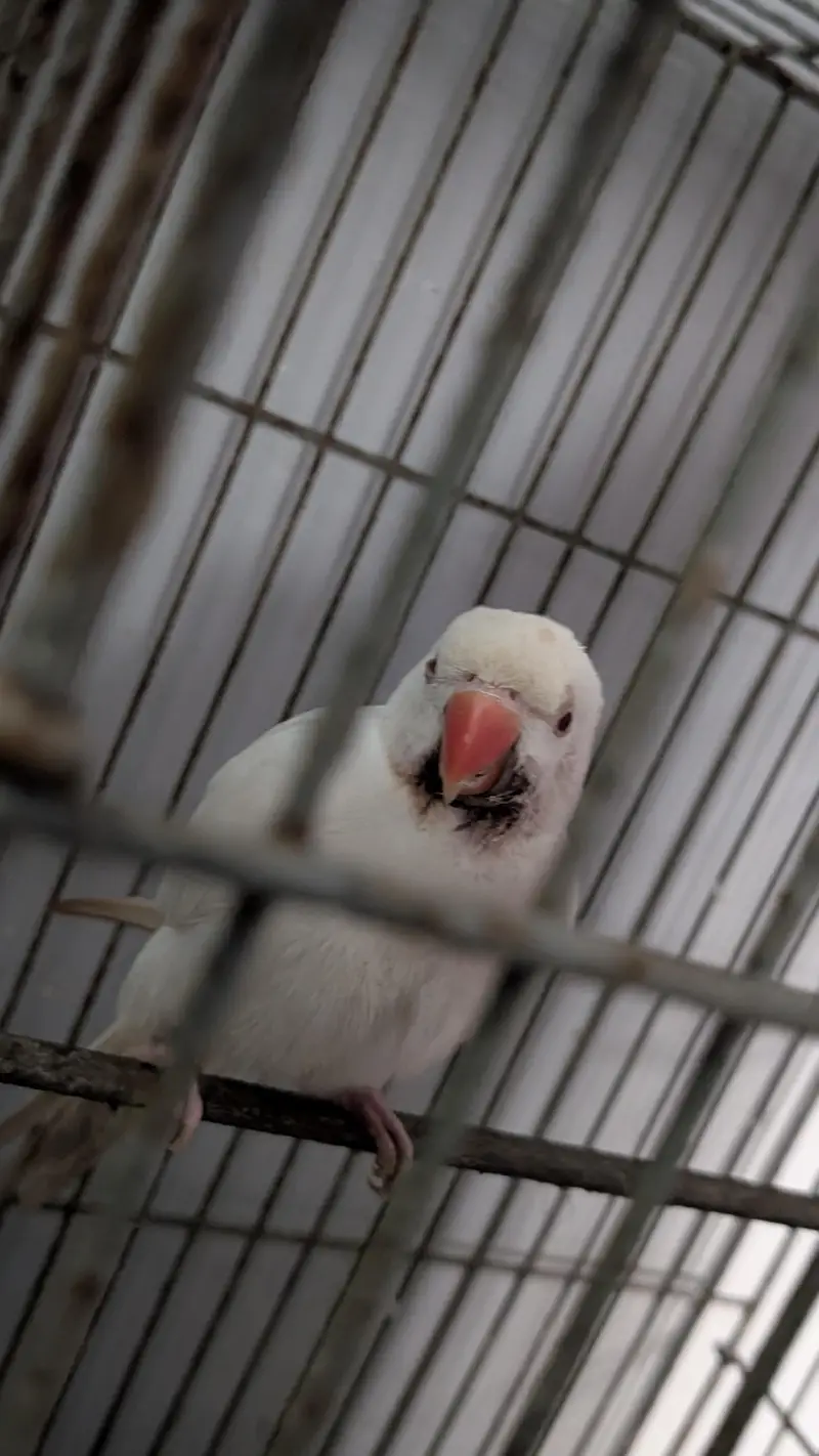 yellow & White Ringneck — photo 2