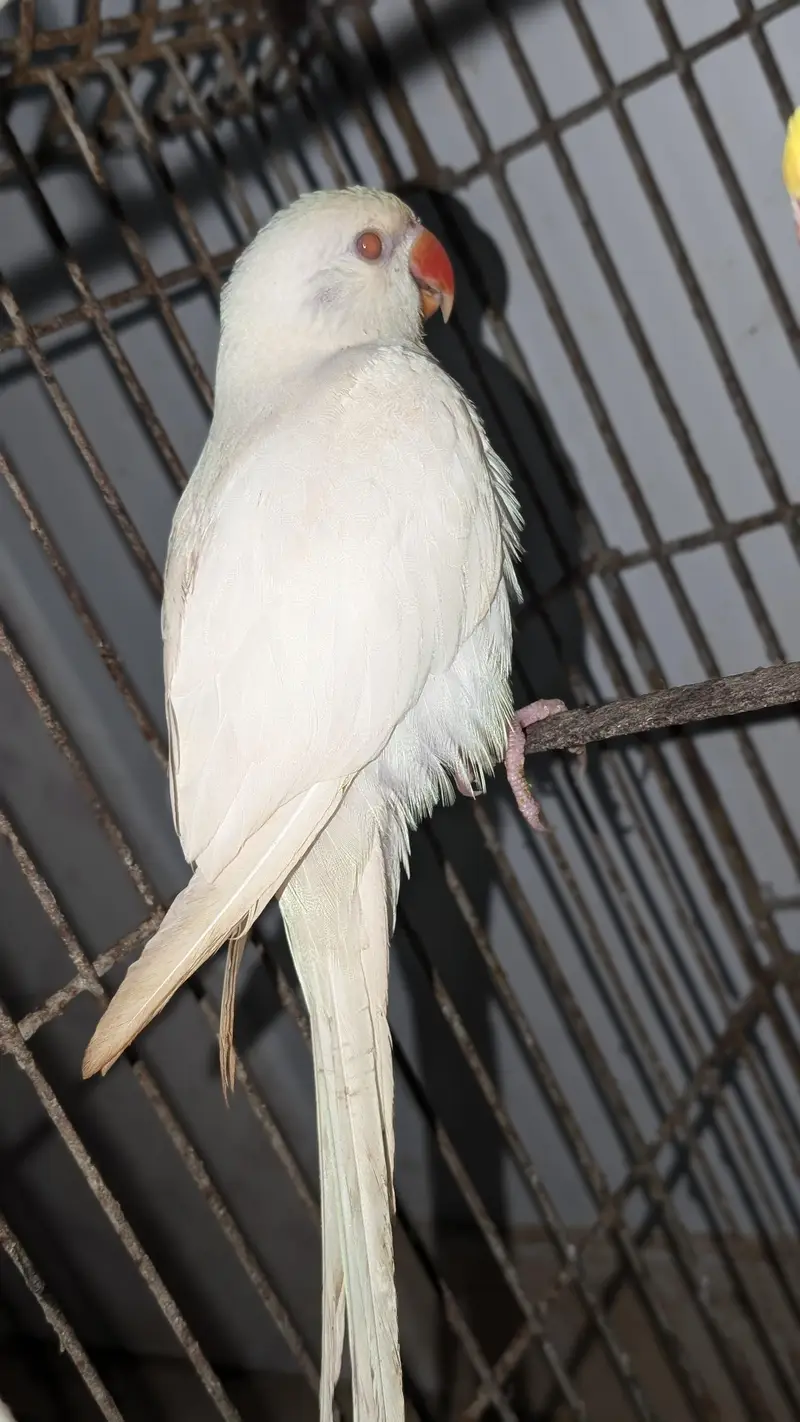 yellow & White Ringneck — photo 3