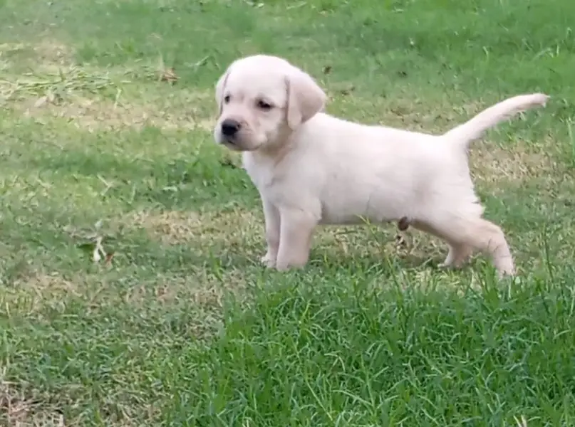 shirzu/puppy/ male and female / Labra Puppy — photo 2