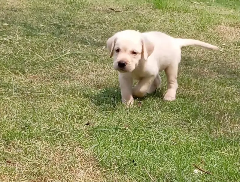 shirzu/puppy/ male and female / Labra Puppy — photo 4