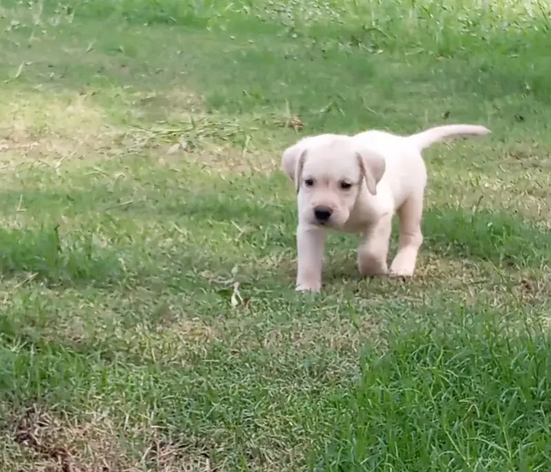 shirzu/puppy/ male and female / Labra Puppy — photo 6