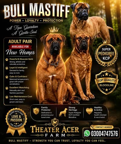 Bull mastiff breeder adult pair available for farm house's