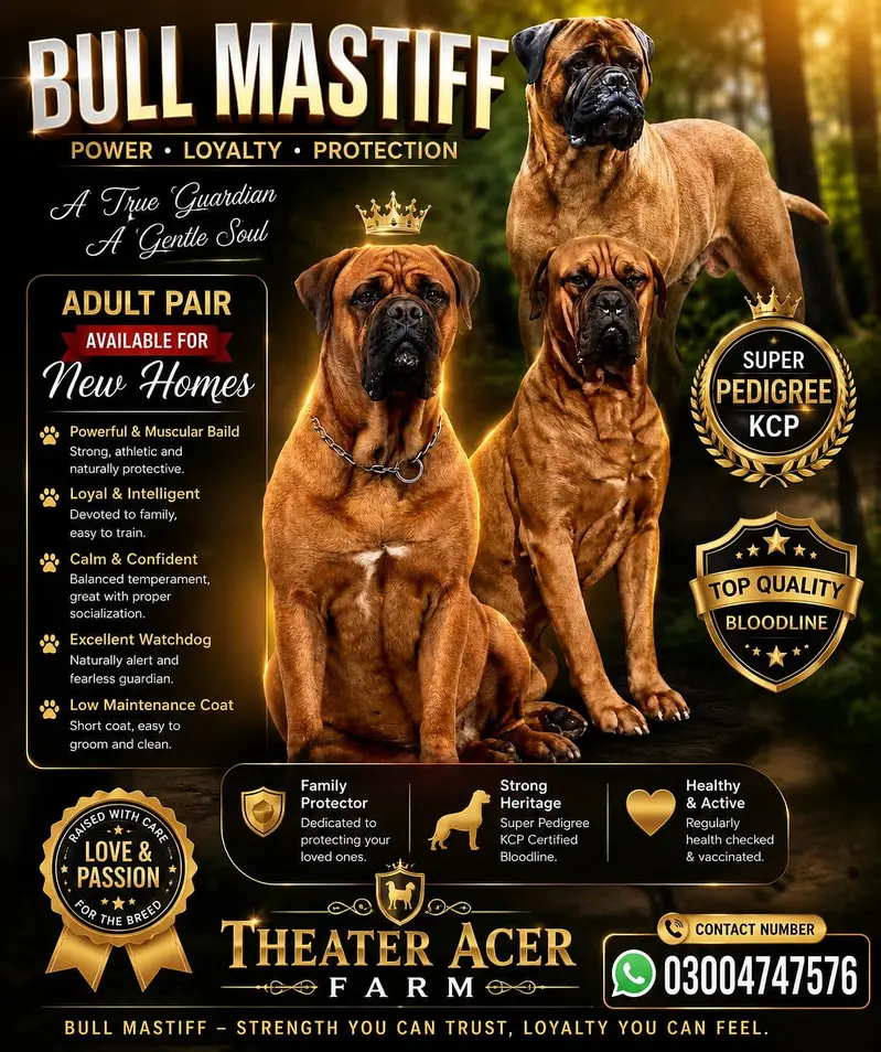 Bull mastiff breeder adult pair available for farm house's