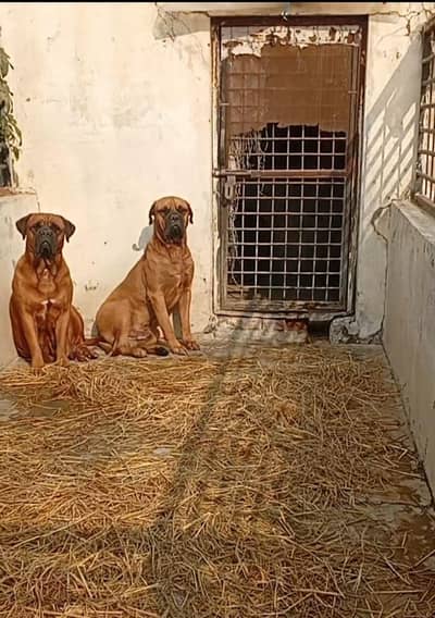 Bull mastiff breeder adult pair available for farm house's