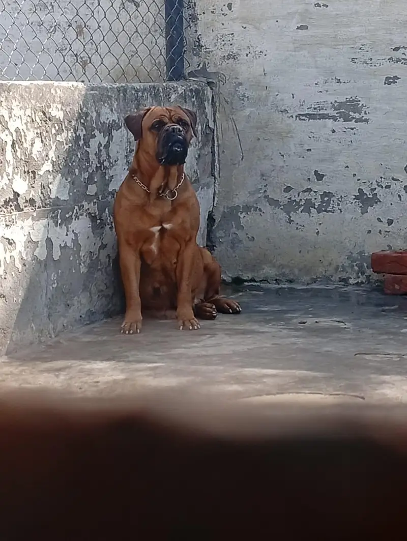 Bull mastiff breeder adult pair available for farm house's — photo 3