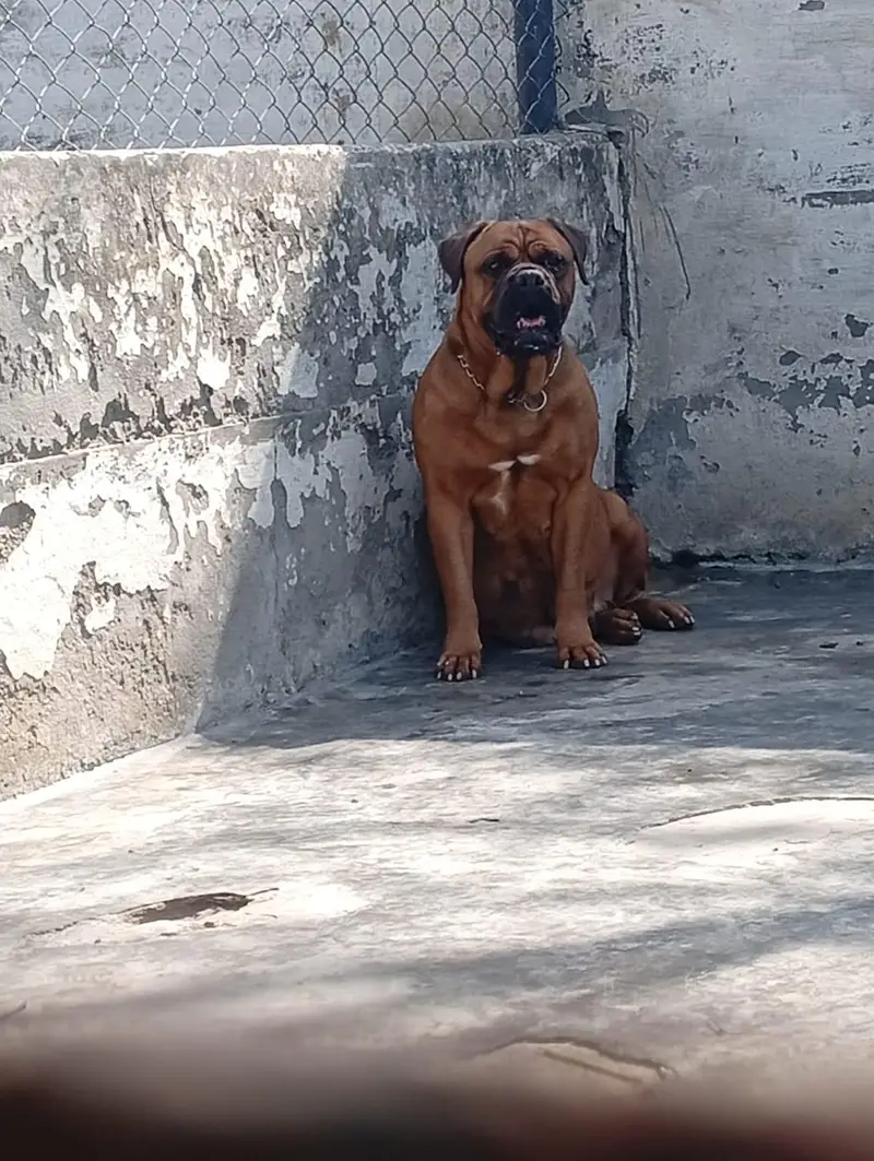 Bull mastiff breeder adult pair available for farm house's — photo 4