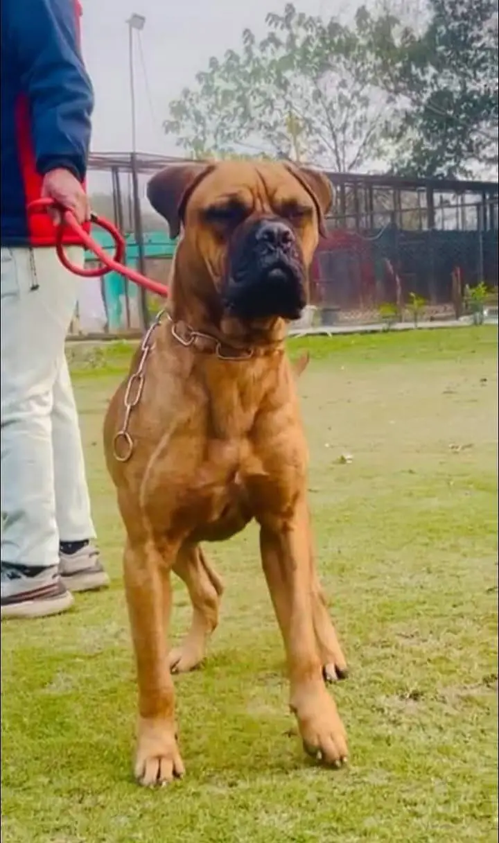 Bull mastiff breeder adult pair available for farm house's — photo 5