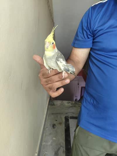 cockatails parrot with Cages