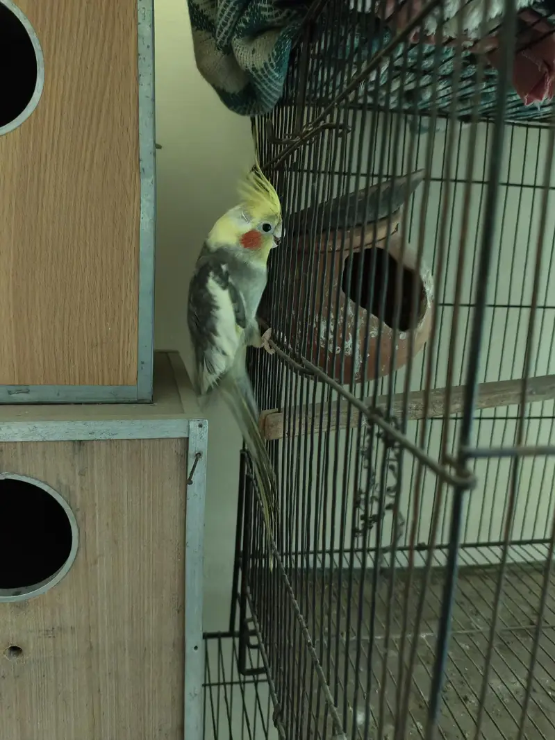 cockatails parrot with Cages — photo 2