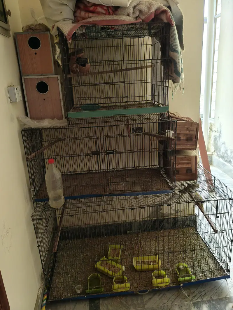 cockatails parrot with Cages — photo 3