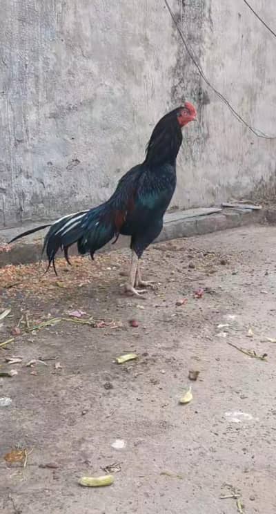 Aseel setup for sale quality minawali male and female and aseel chicks