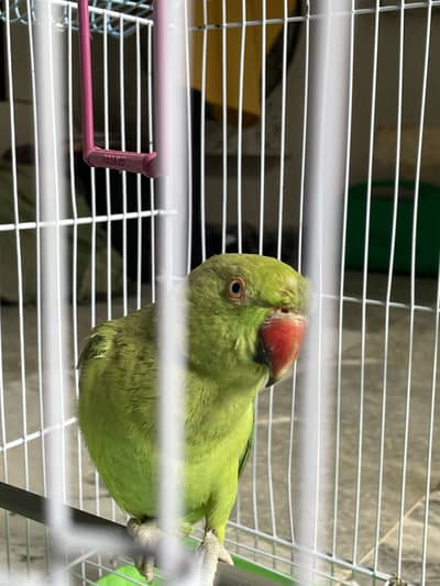 Green parrot Female