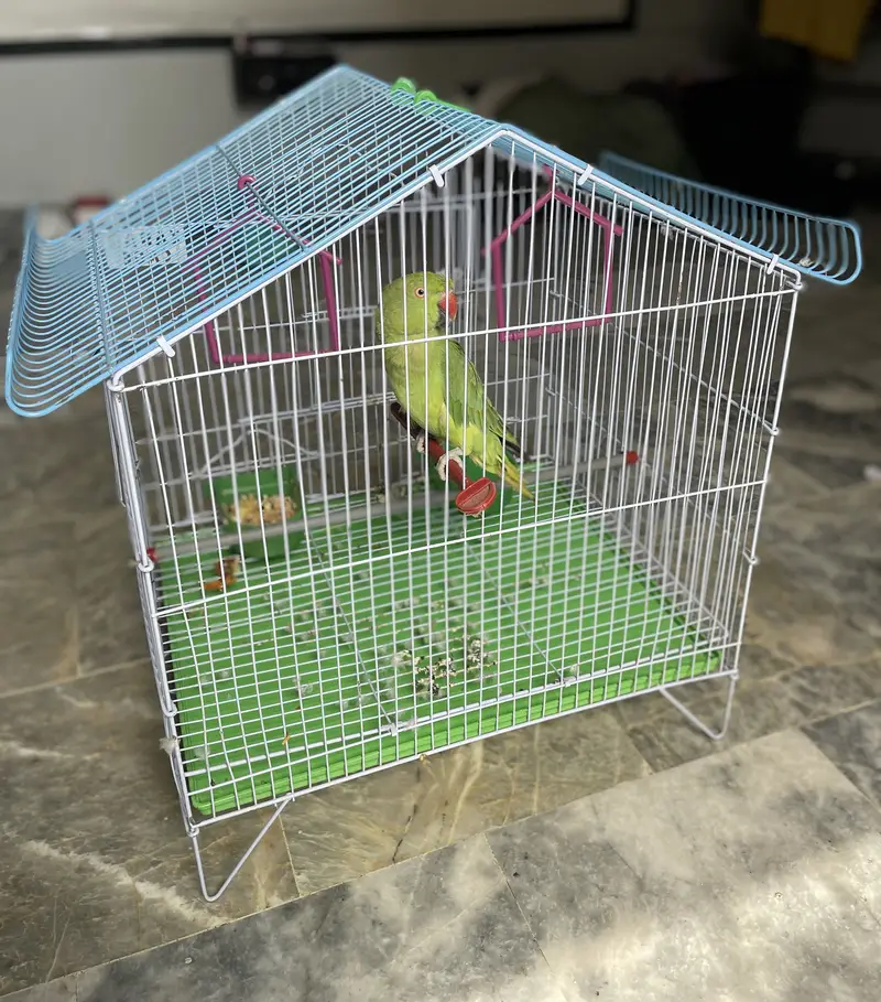 Green parrot Female — photo 2