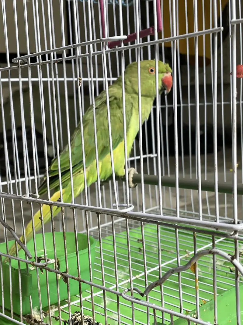 Green parrot Female — photo 3