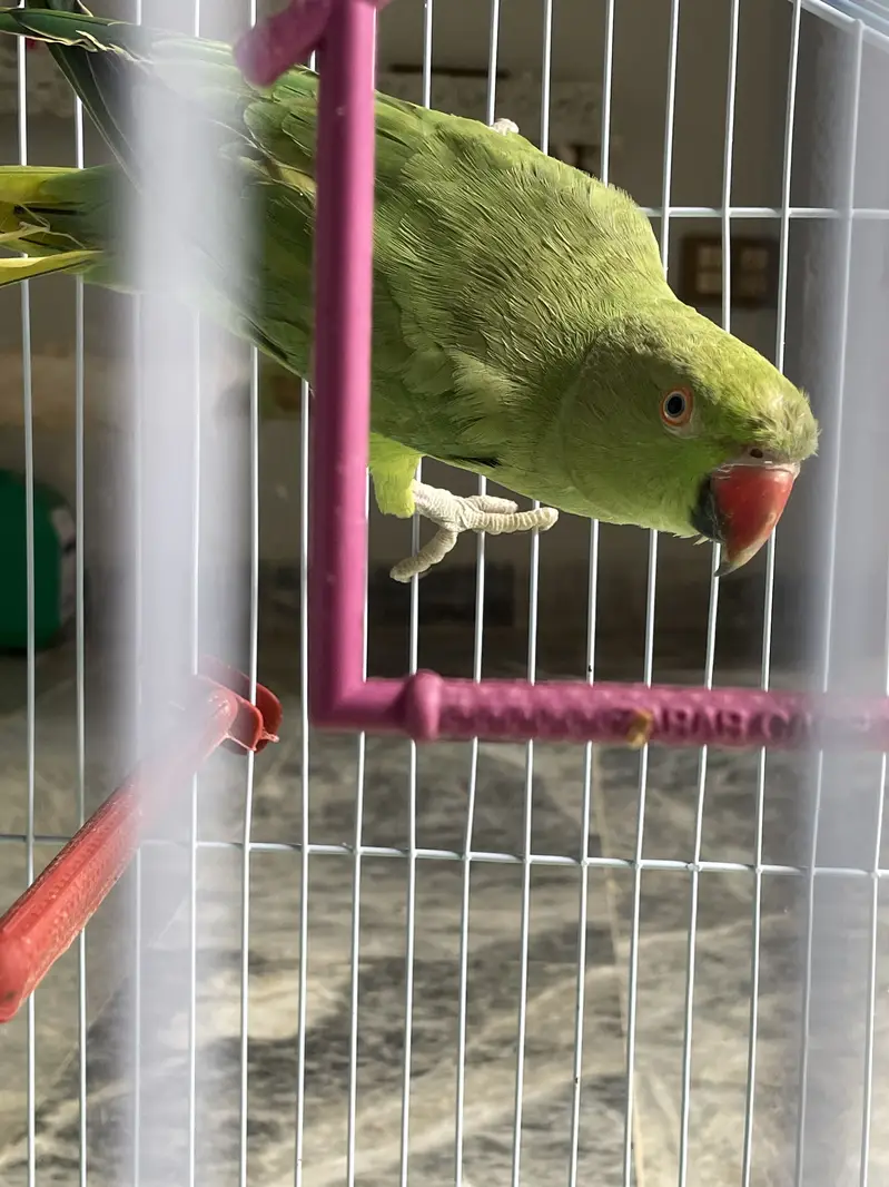 Green parrot Female — photo 4