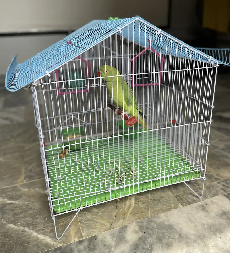 Green parrot Female — photo 5