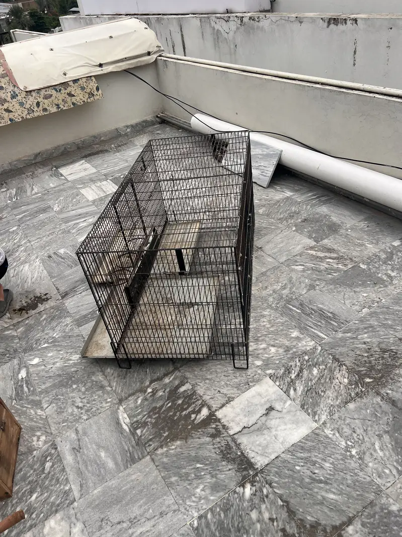 Raw birds cage — photo 4