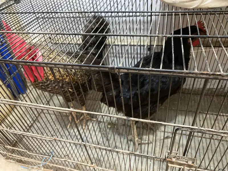 Lohman black farm ki murgi — photo 6