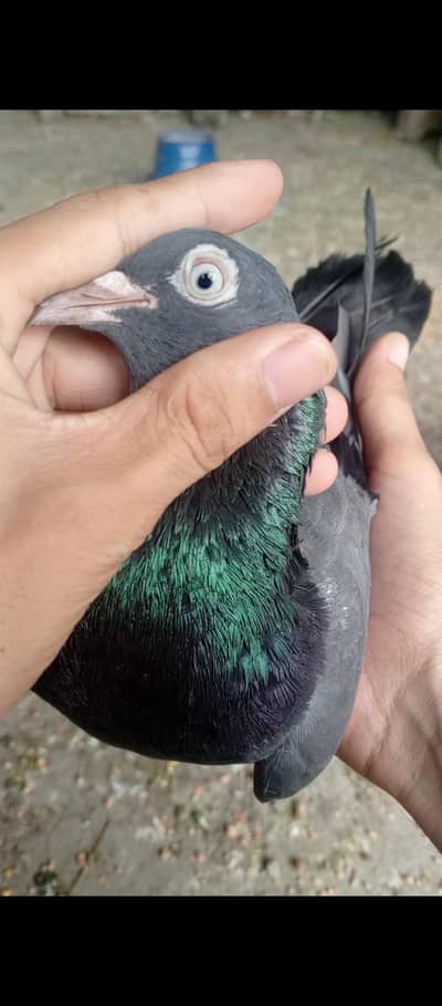 kala teddy i breeder male