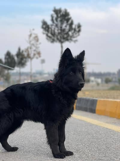 Female pure black german shepherd