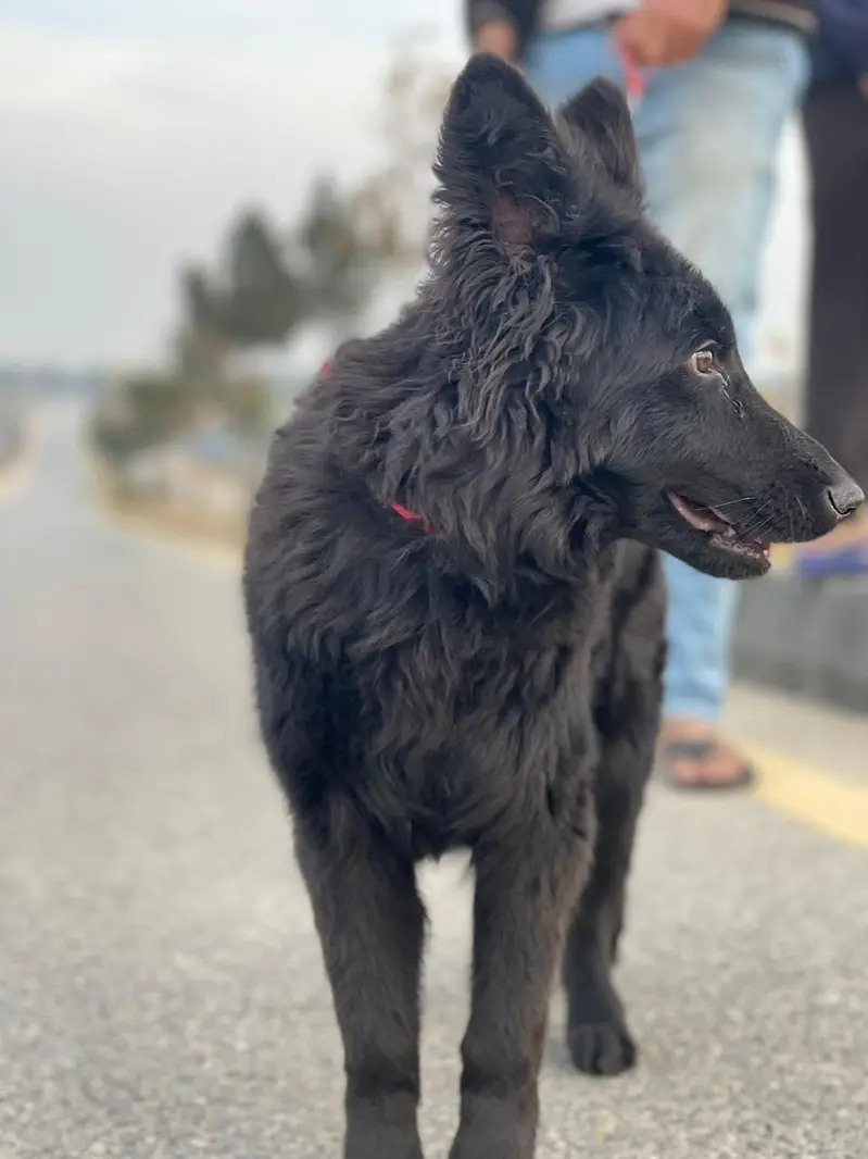 Female pure black german shepherd — photo 2