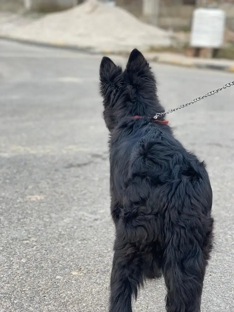 Female pure black german shepherd — photo 3