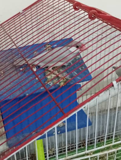 silver jawa pair for sale with cage