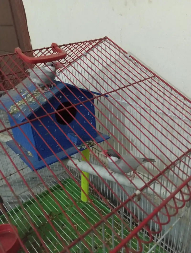 silver jawa pair for sale with cage — photo 3