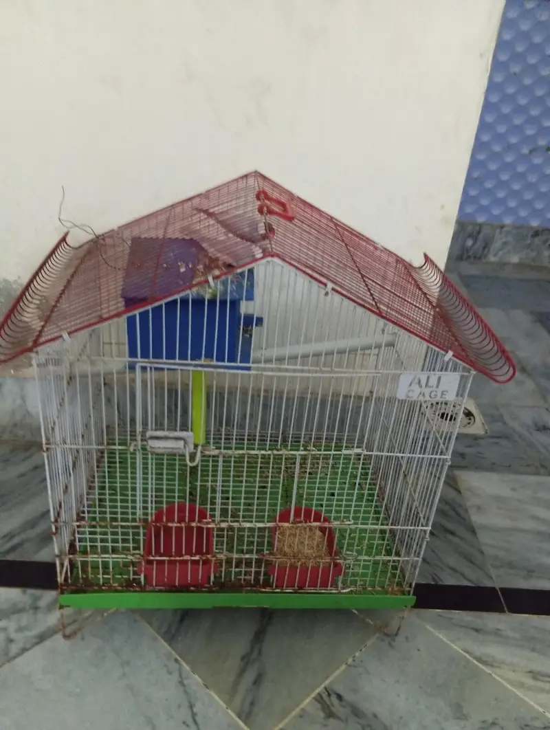 silver jawa pair for sale with cage — photo 4