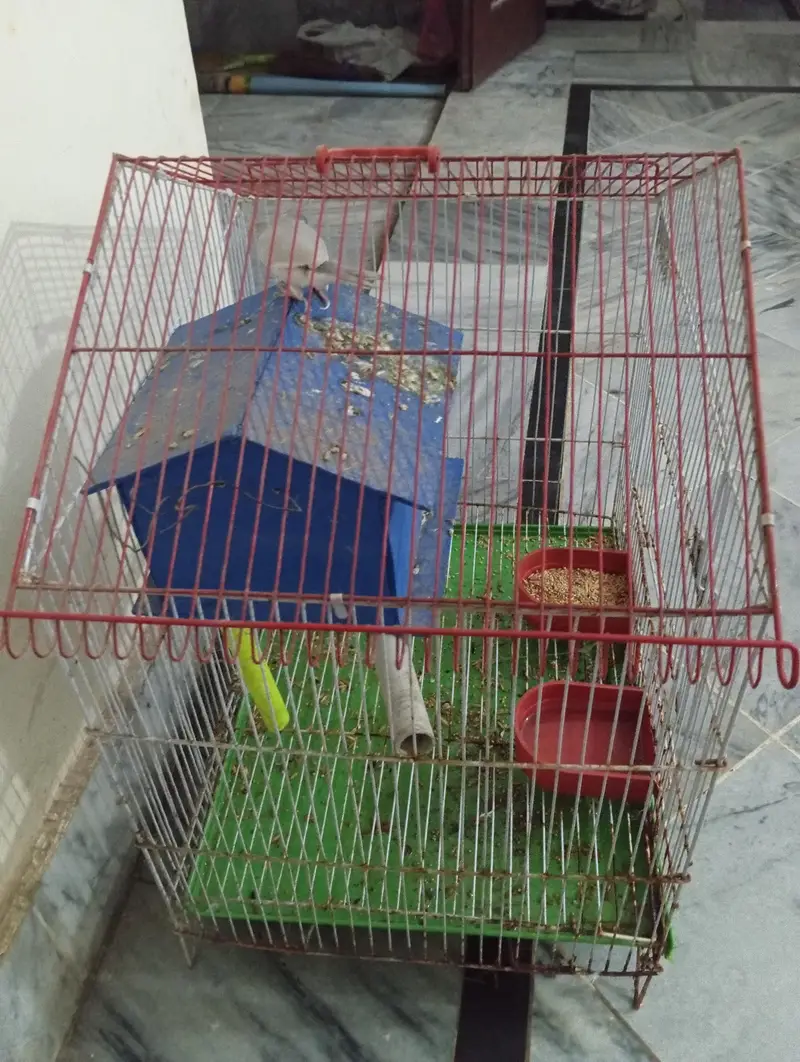 silver jawa pair for sale with cage — photo 5