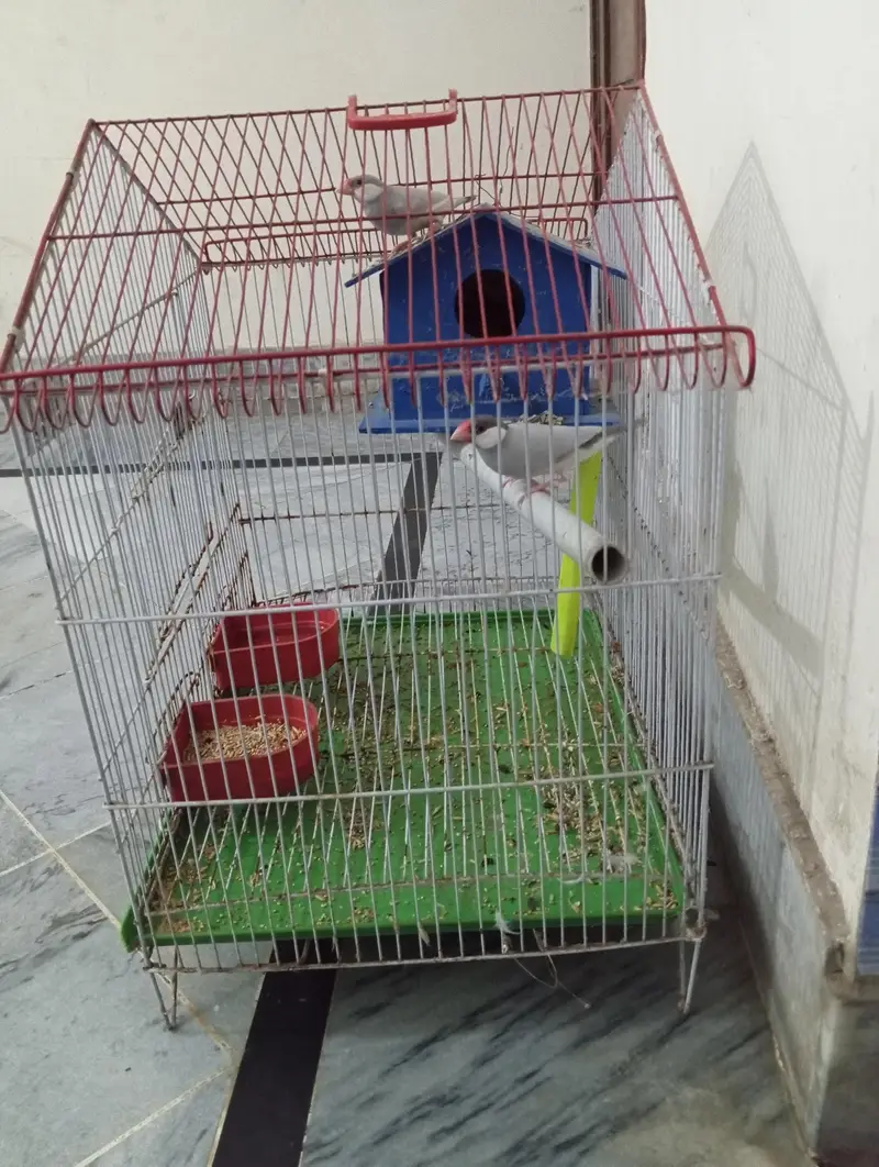 silver jawa pair for sale with cage — photo 6