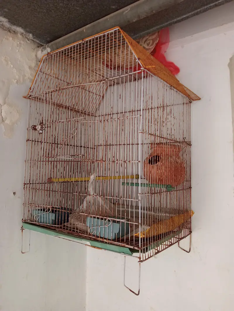 use cage — photo 2