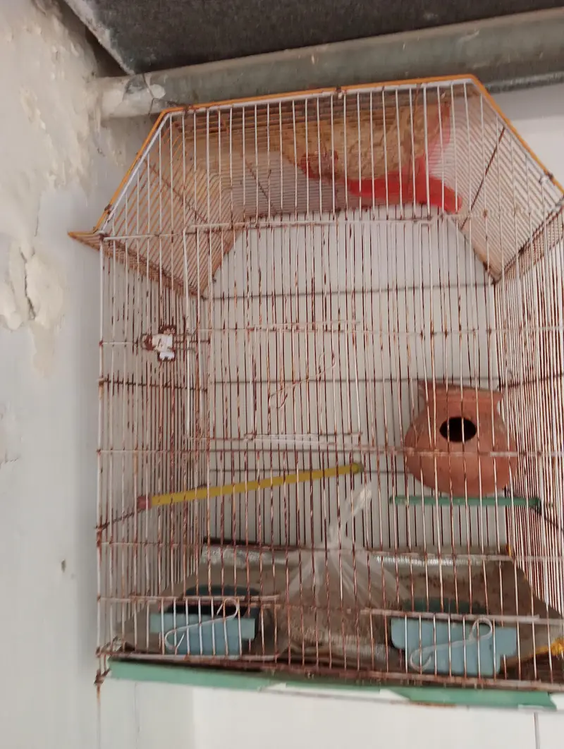use cage — photo 3