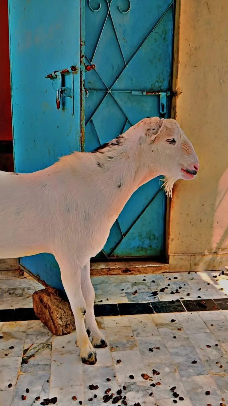 pure teda breeder — photo 2