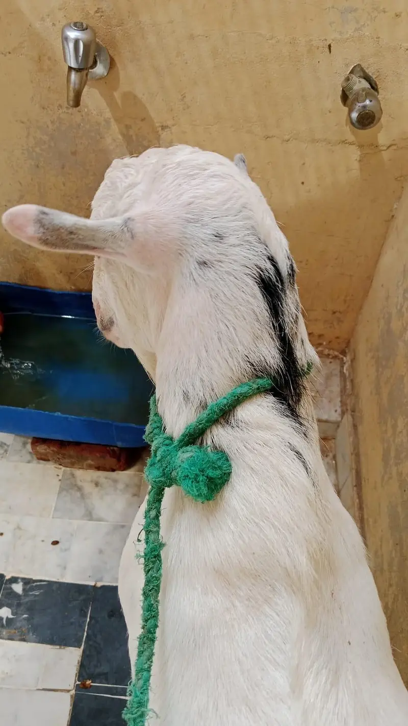 pure teda breeder — photo 4