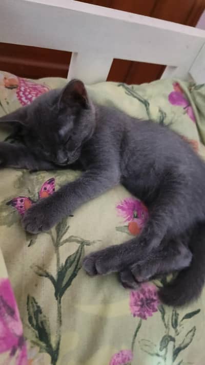 Russian blue cat for sale with (cage,bowl and litter box)