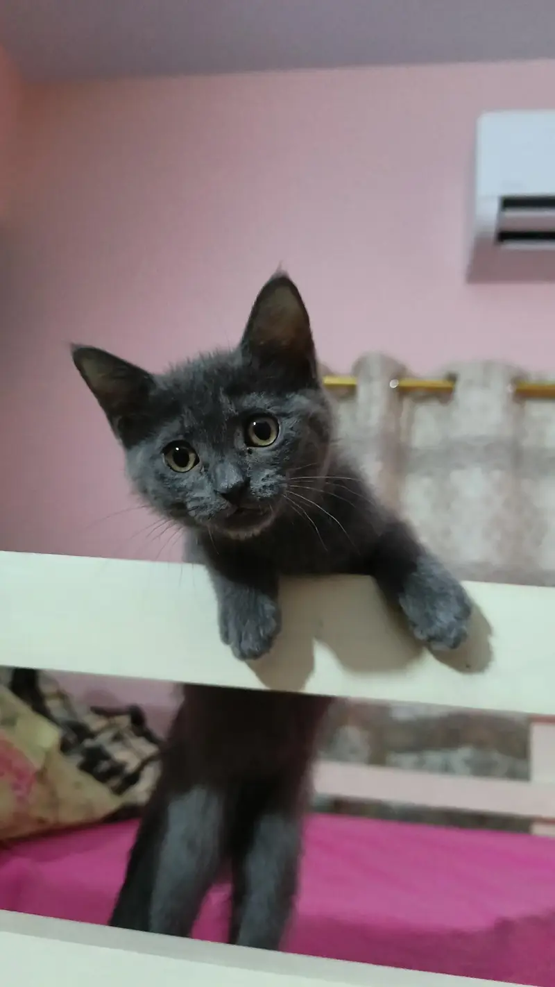 Russian blue cat for sale with (cage,bowl and litter box) — photo 2