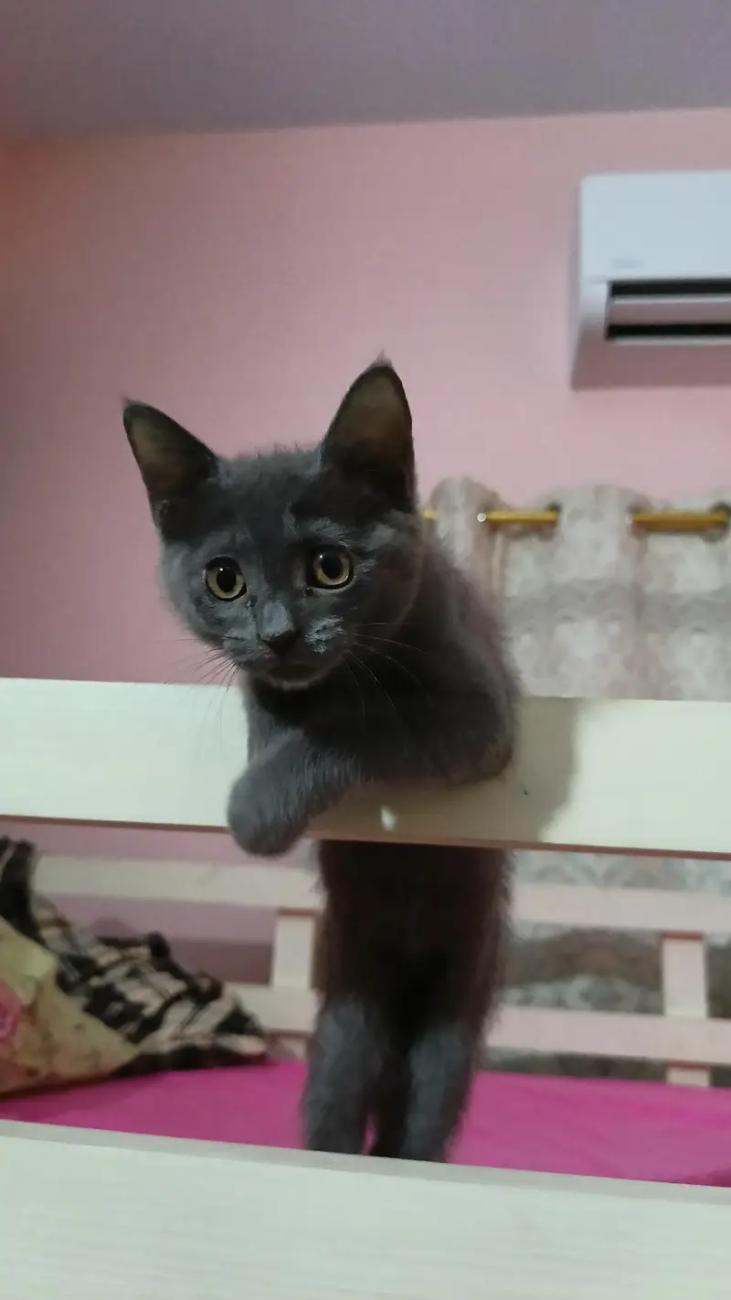 Russian blue cat for sale with (cage,bowl and litter box) — photo 3