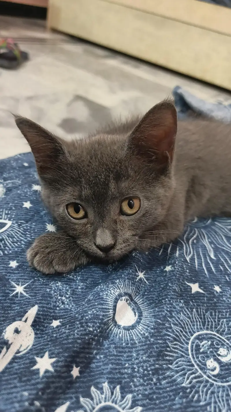 Russian blue cat for sale with (cage,bowl and litter box) — photo 4